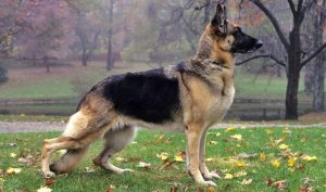 Shepherd dog / Team leader